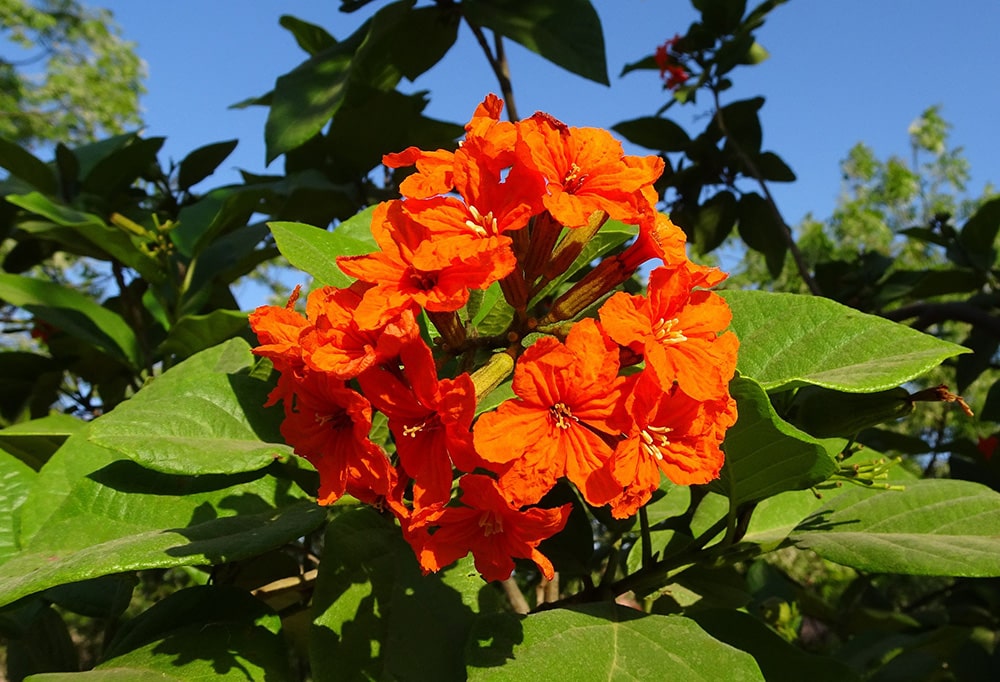 Cordia Trees_Sarangib_Pixabay