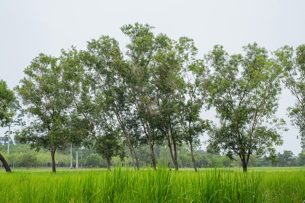 Darwin Black Wattle_PK_Plants_Shutterstock