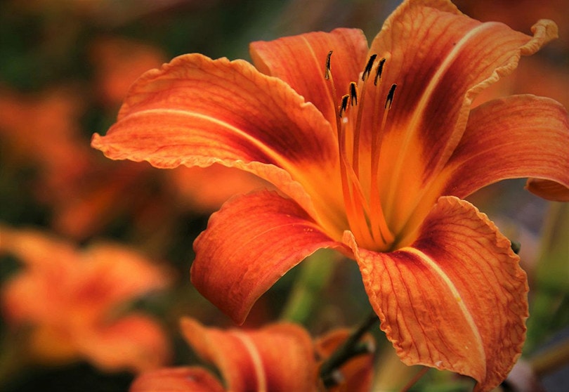 Daylilies