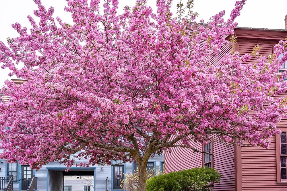 Eastern Redbud Tree_Sergey and Marina Pyataev_Shutterstock