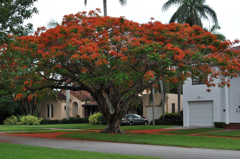 Fire Trees_WikiImages_Pixabay