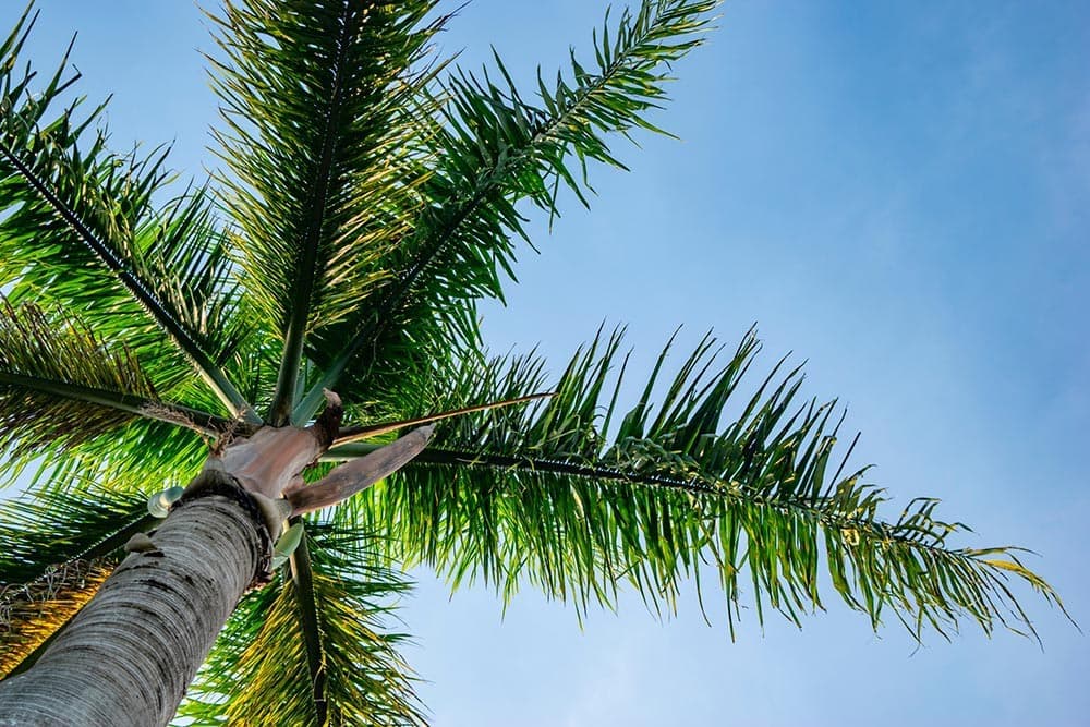 How Fast Do Palm Trees Grow? 8 Different Types | House Grail