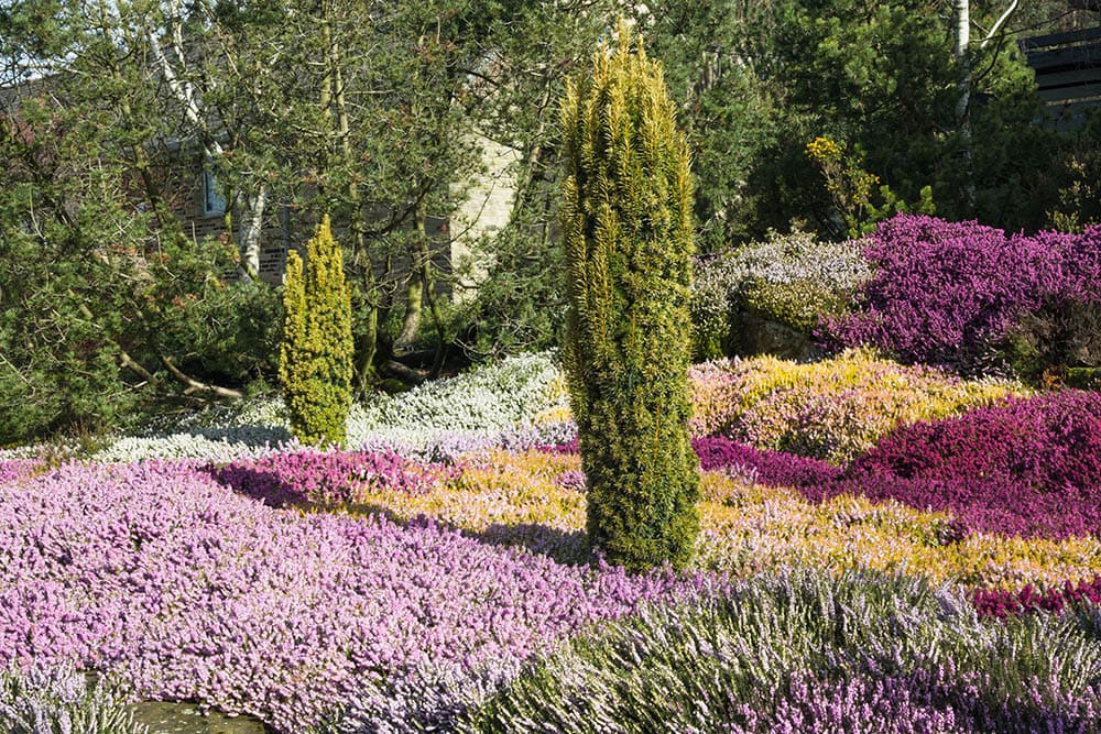 Irish Yew_Andrew Fletcher_Shutterstock