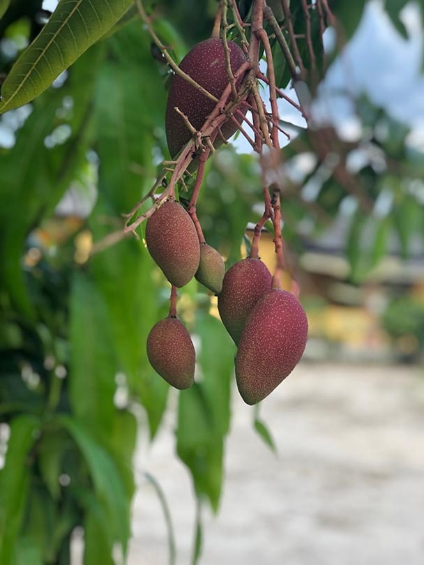 Árbol de mango de Irwin_Zeerine_Shutterstock