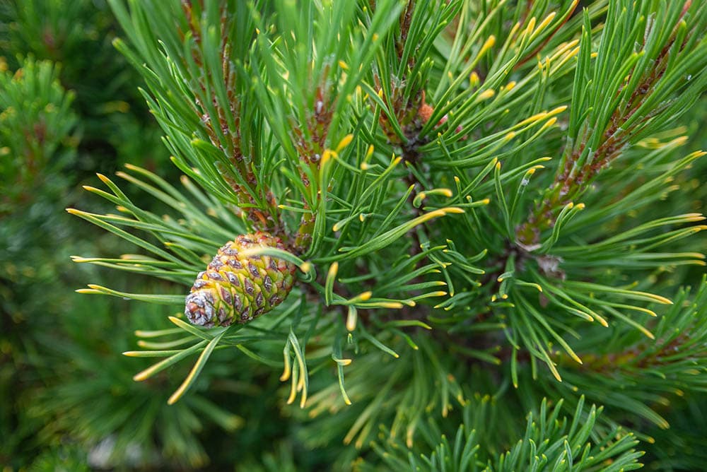 Jack Pine_LifeisticAC_Shutterstock
