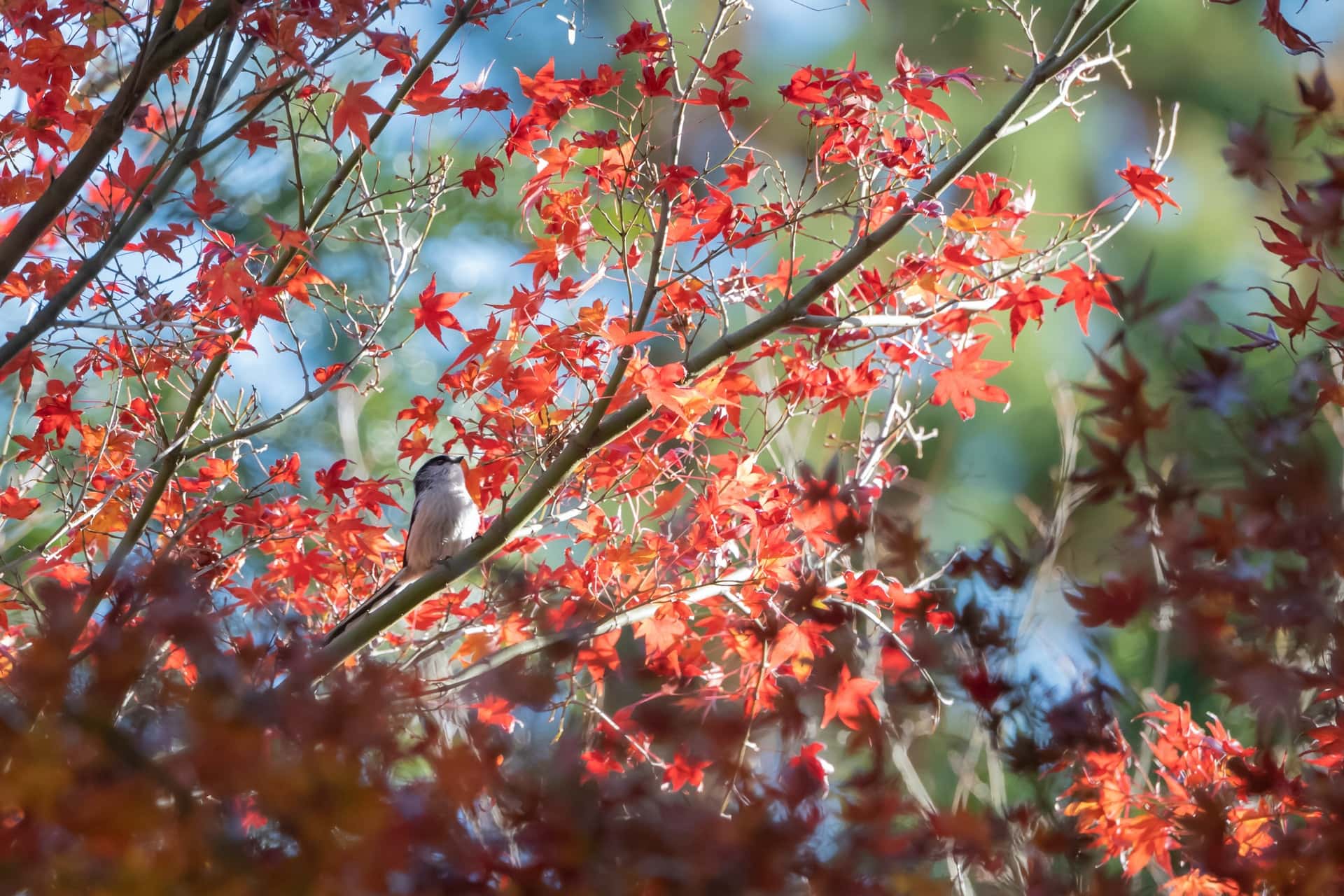 How Much Do Japanese Maple Trees Cost 2024 Price Guide House Grail   Japanese Maple Nagara Oyodo Unsplash 