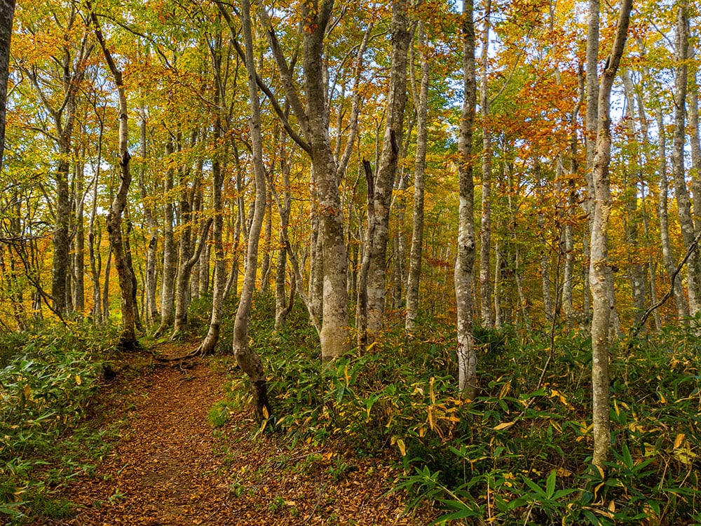 19 Types Of Trees In Japan (with Pictures) 