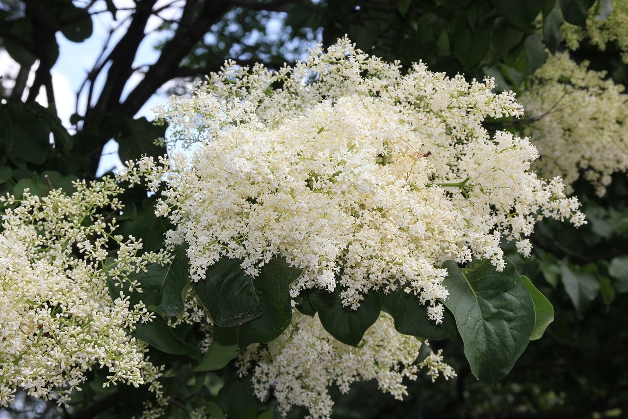 Japanese lilac tree
