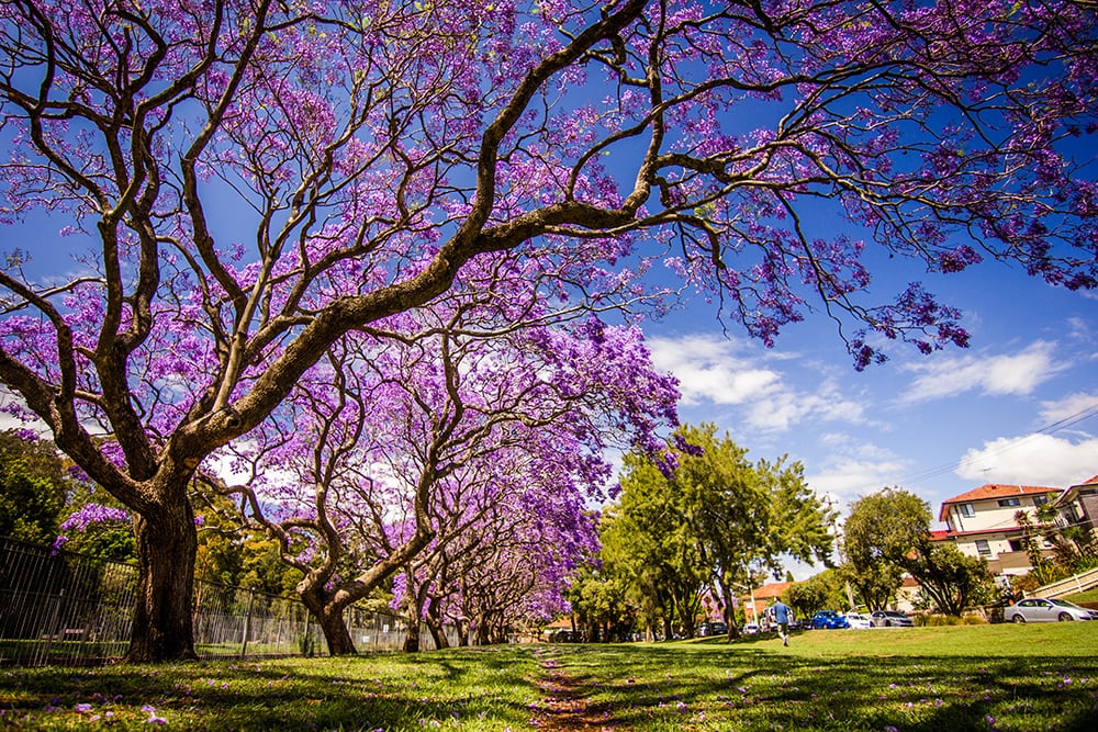 Jaracanda Trees_Tim Cooper_Unsplash