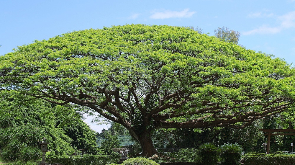 33 Types of Trees in Hawaii (With Pictures) House Grail