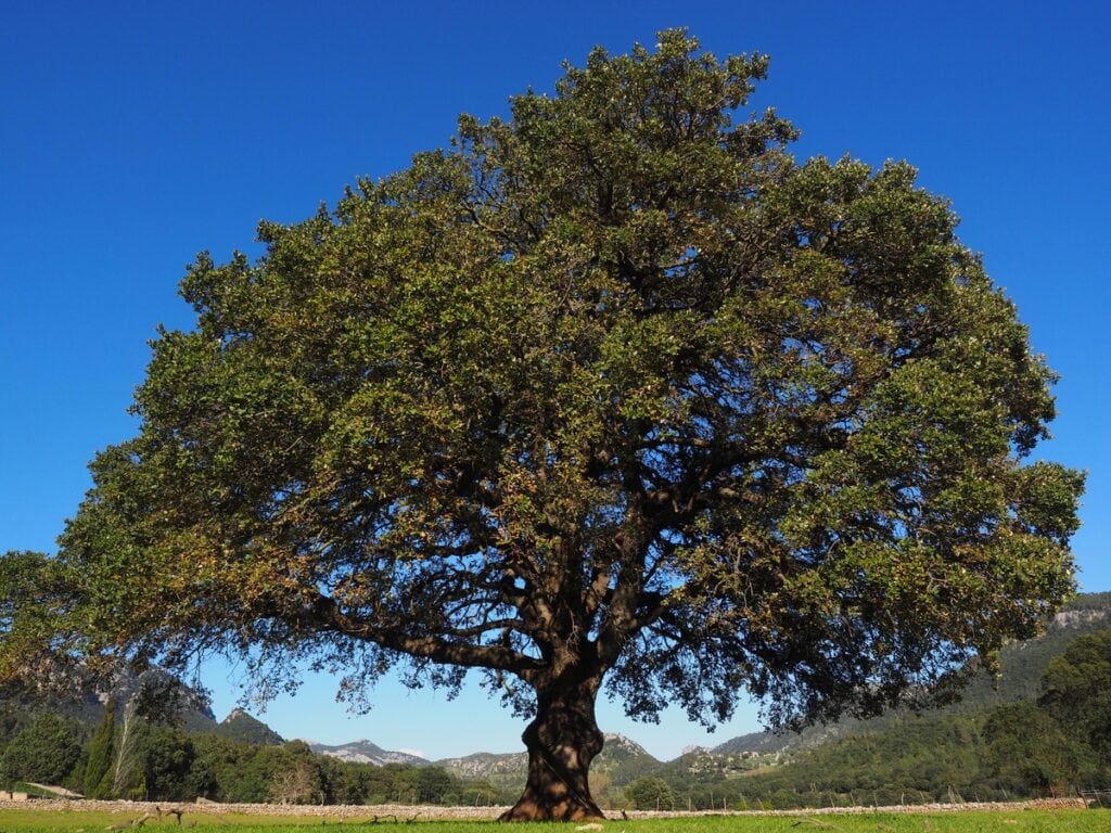 16 Types Of Oak Trees In Florida With Pictures House Grail
