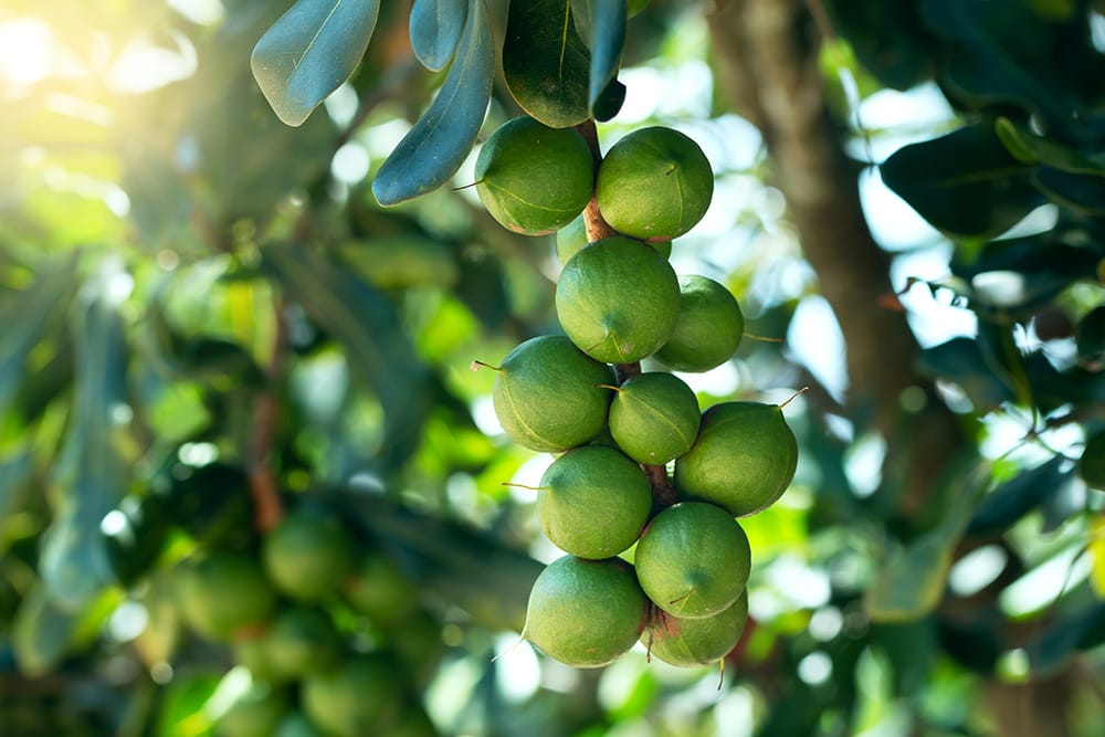 Macadamia Nut Tree_Klahan_Shutterstock
