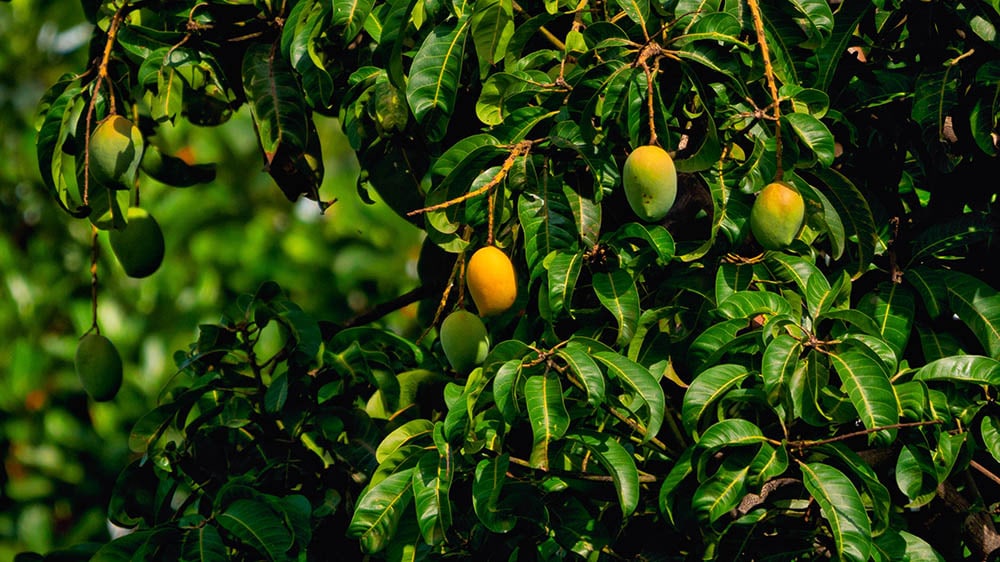 Árbol de mango_Rajendra Biswal_Unsplash
