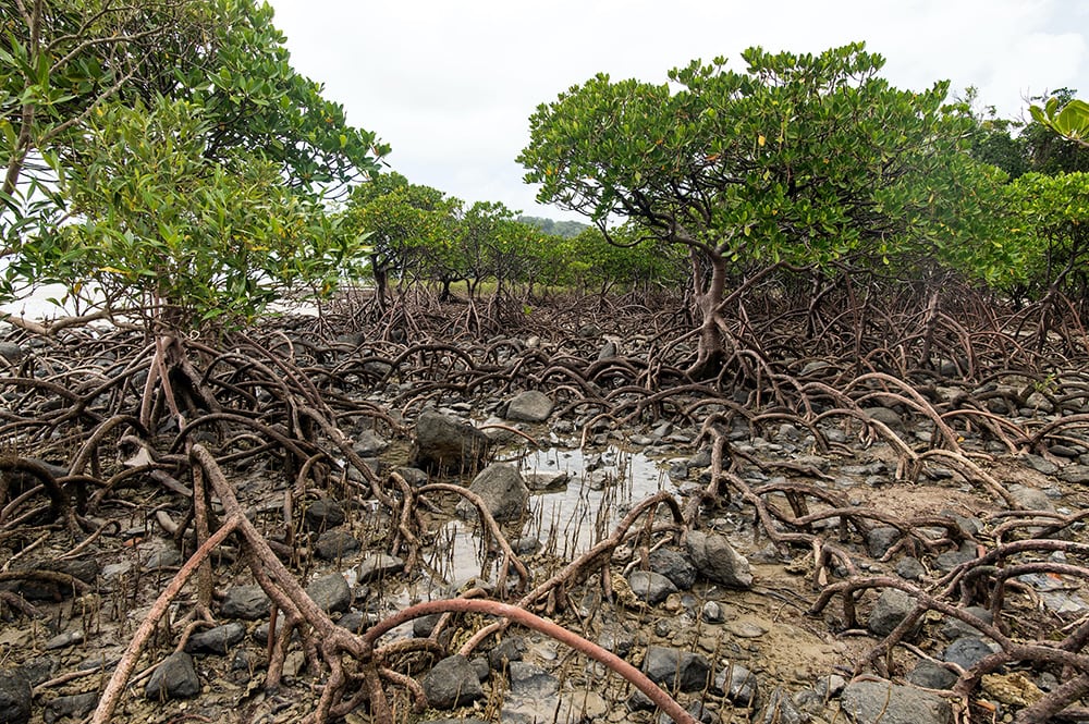 Mangrove Trees_David Clode_Unsplash