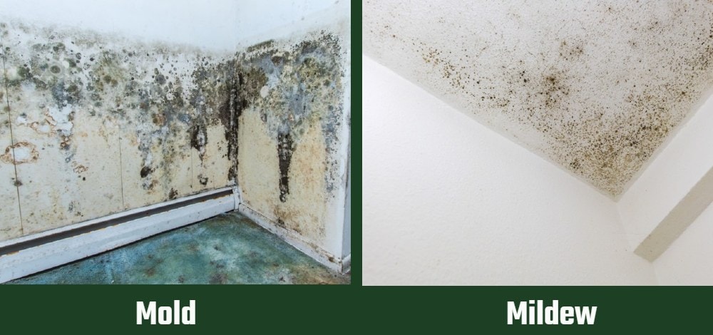 Mold vs Mildew