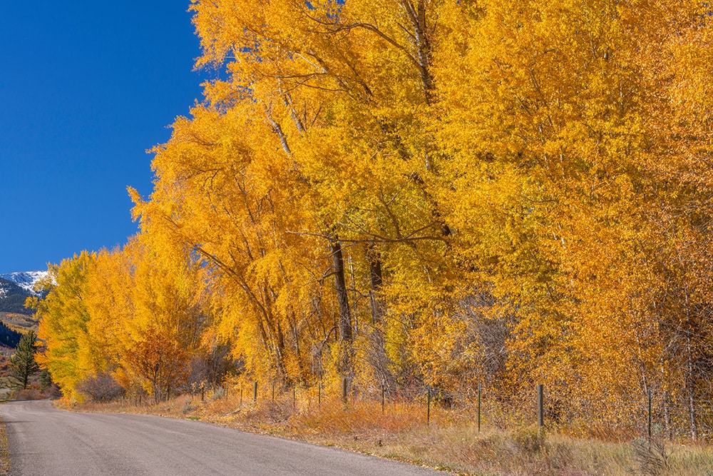 20 Types of Trees in Colorado (with Pictures) House Grail