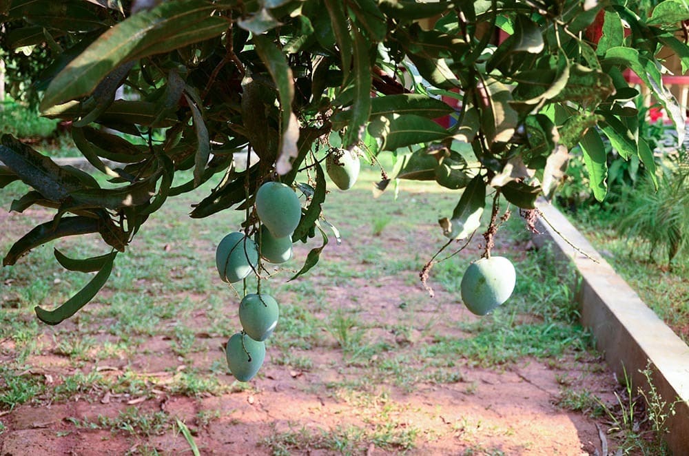 Neelam Mnago Tree_DSLucas_Shutterstock