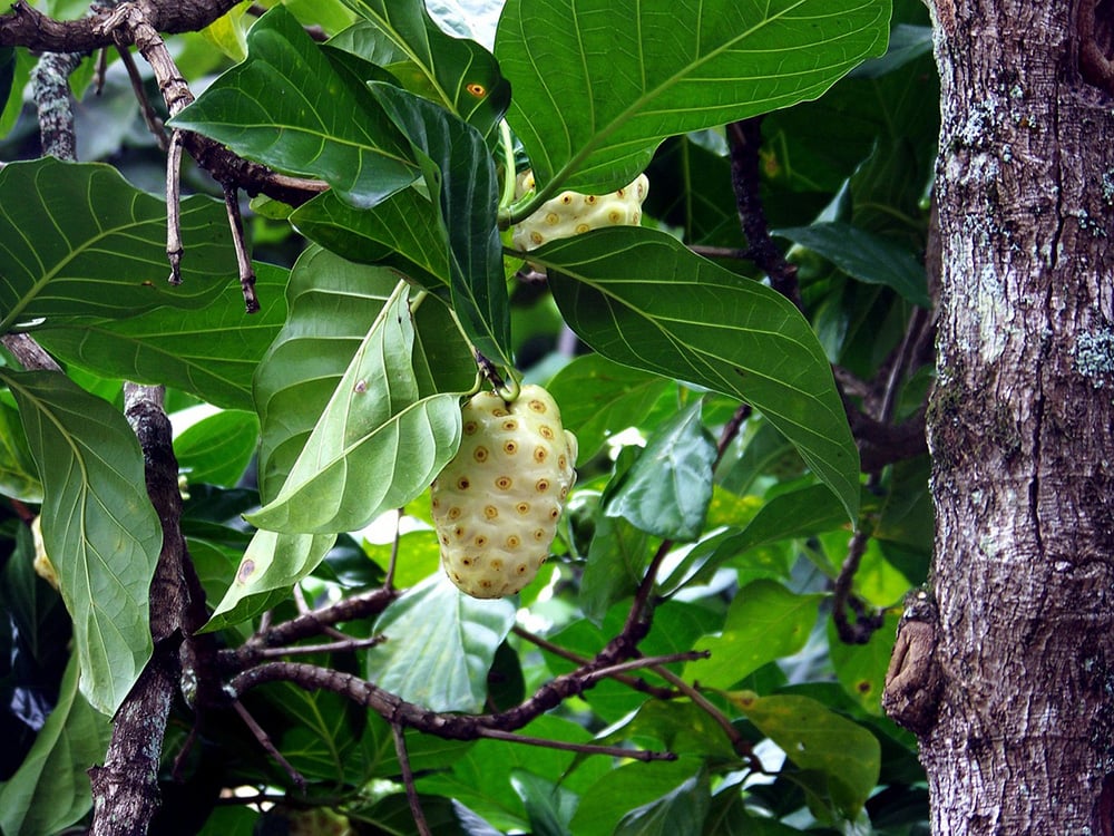 Noni Tree_PublicDomainPictures_Pixabay
