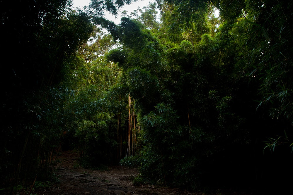 Ohem Bamboo Tree_AF Smith_Shutterstock