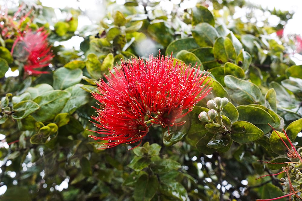 Ohi’a Lehua Trees_Luke Hamano_Shutterstock
