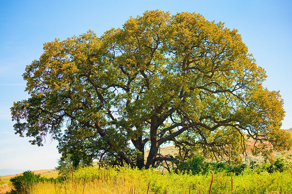 Roble blanco de Oregón_Dee Browning_Shutterstock