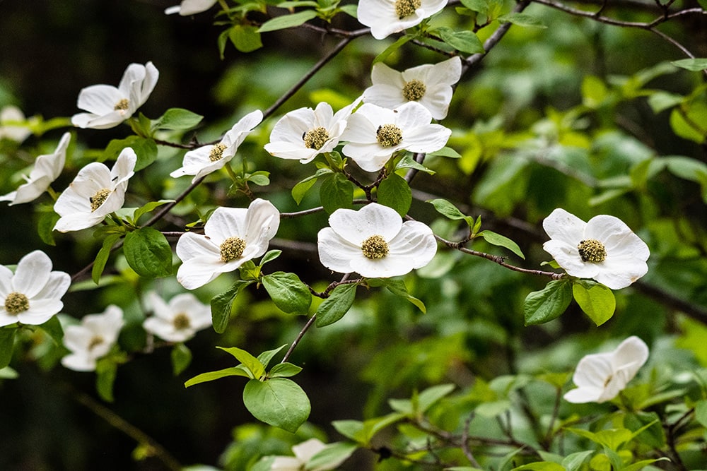 Cornejo del Pacífico_John Yunker_Shutterstock