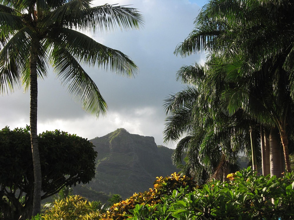 Palm Trees in Hawaii_mdkidder_Pixabay