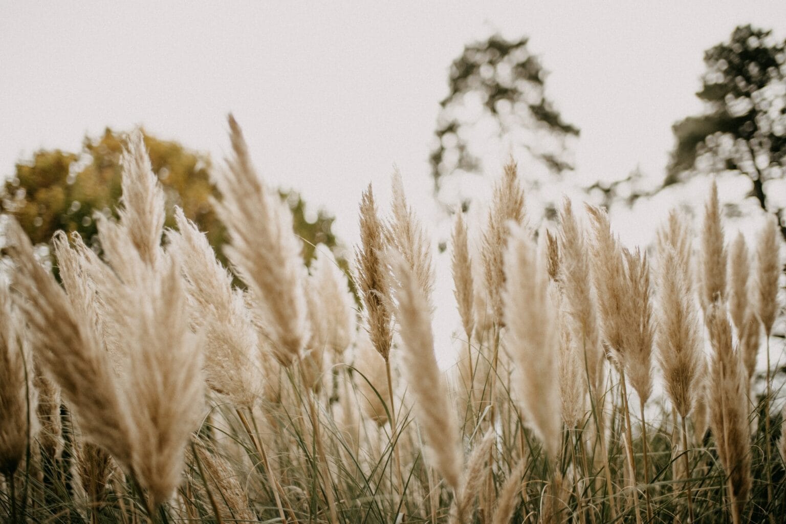 12 Different Types Of Pampas Grass With Pictures House Grail 2643