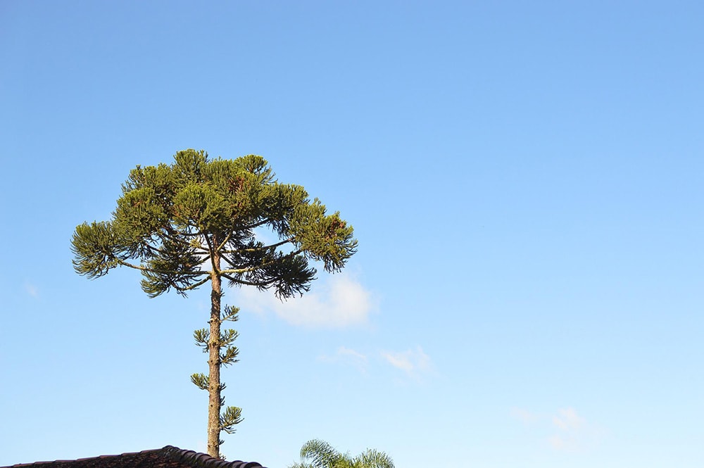 Parana Pine Tree_carlosaugusto77_Pixabay