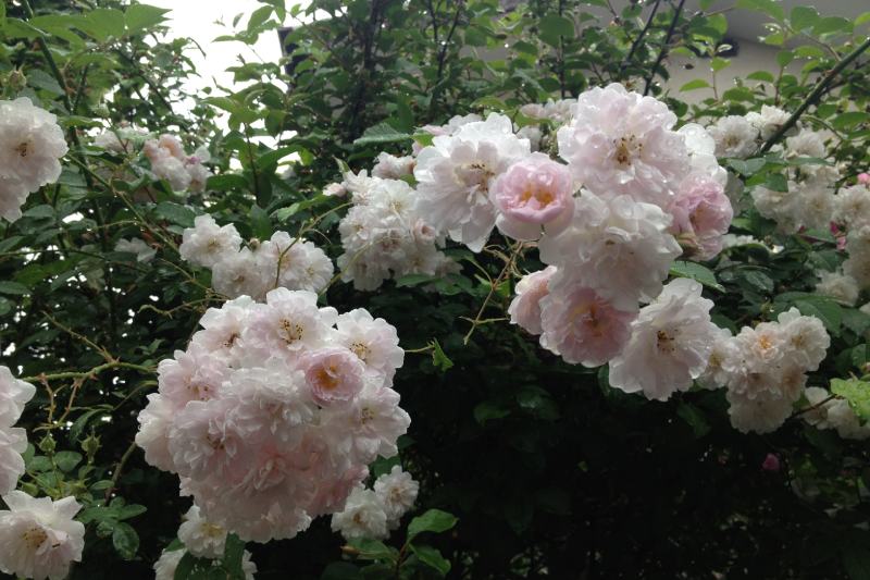 Paul’s Himalayan Musk Rose
