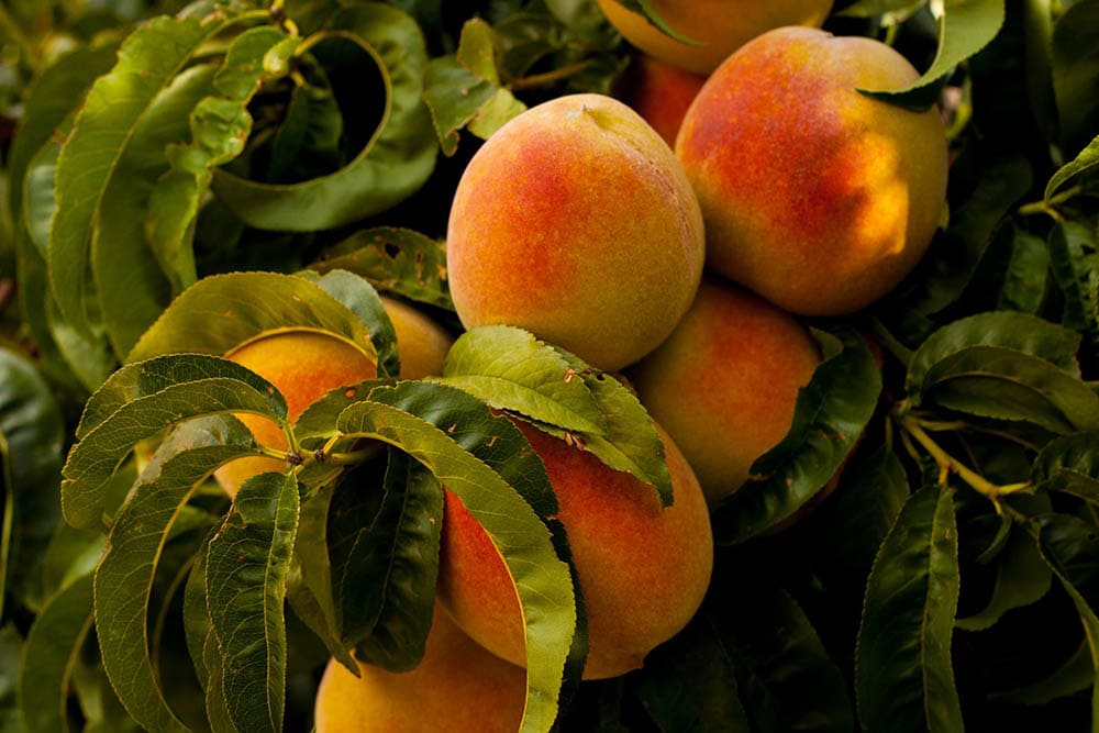 20-types-of-peach-trees-with-pictures-house-grail