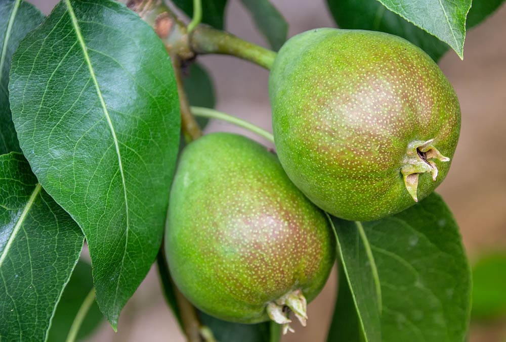 Pear tree_Anagolicus_Pixabay