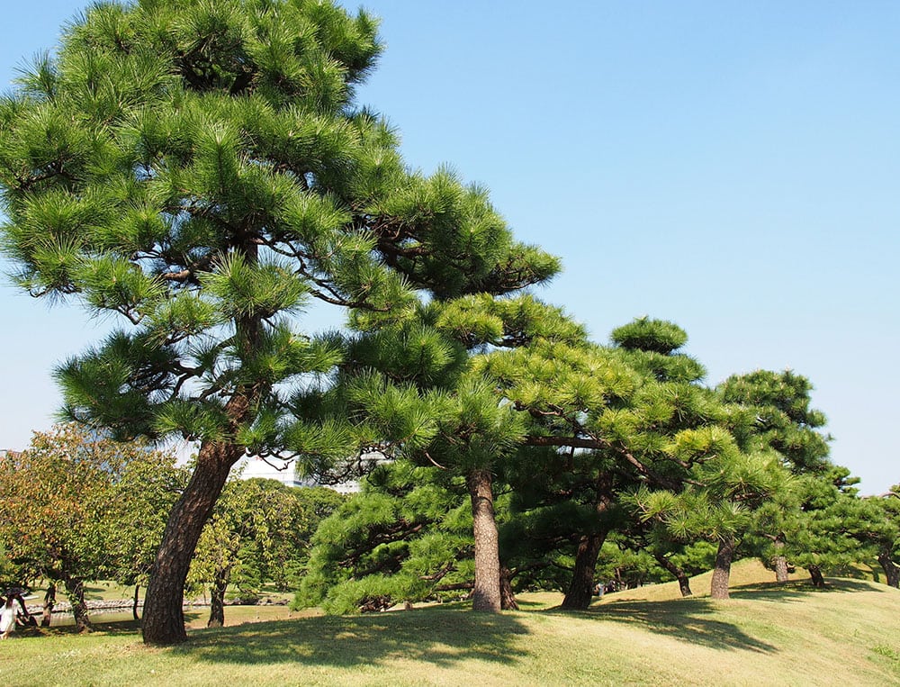 19 Types of Trees in Japan (With Pictures) | House Grail