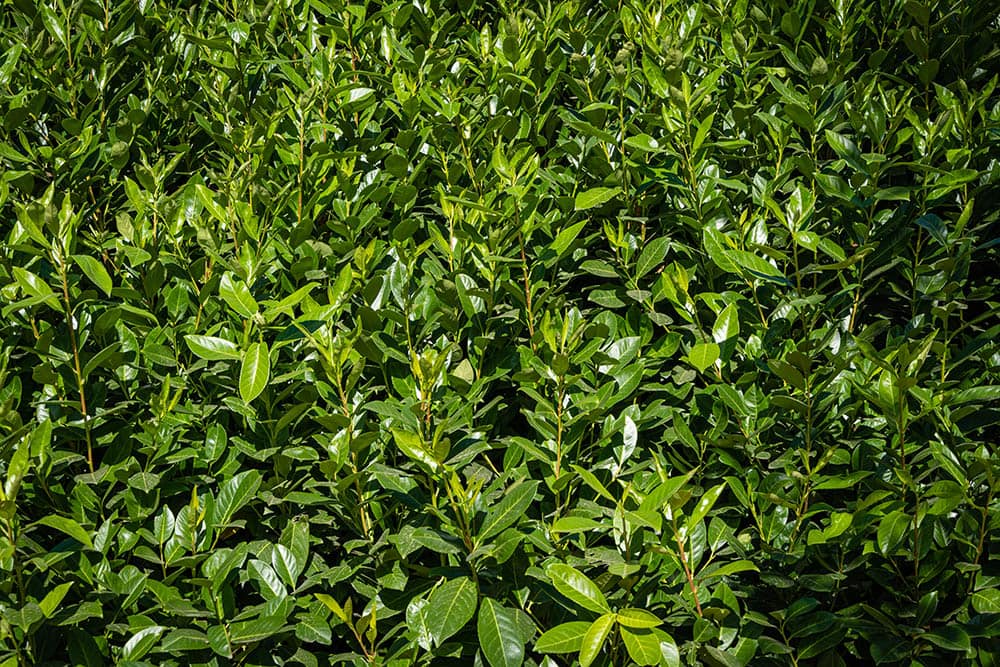 Portuguese Laurel_Alexander Denisenko_Shutterstock
