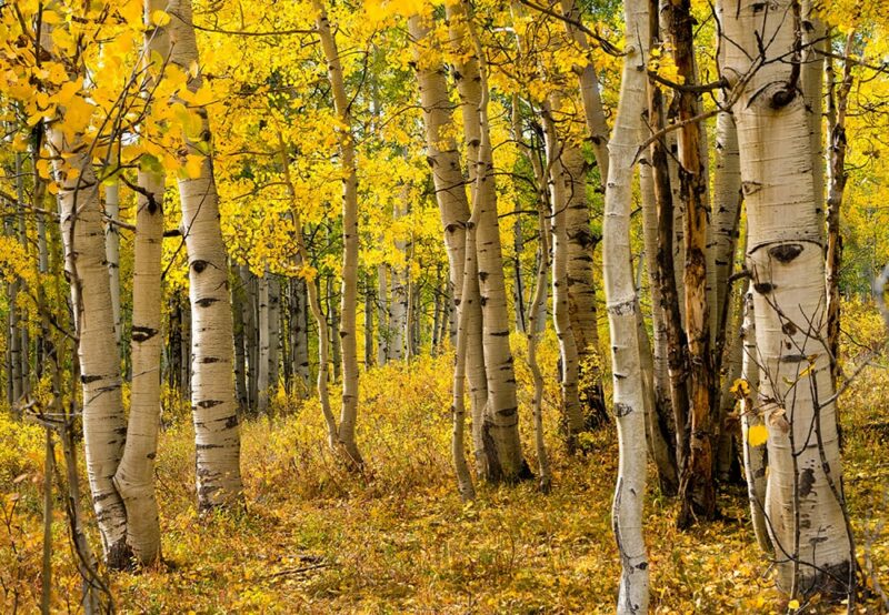 Quaking Aspen