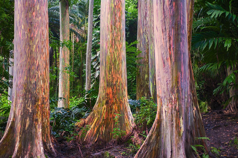 Rainbow Eucalyptus Tree_Designtek_Pixabay