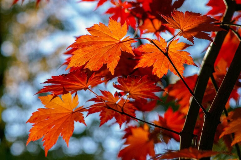 6-types-of-maple-trees-in-michigan-with-pictures-house-grail