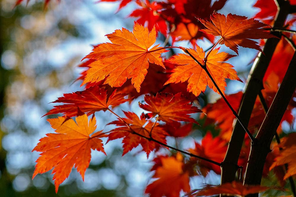 different types of maple trees in mn