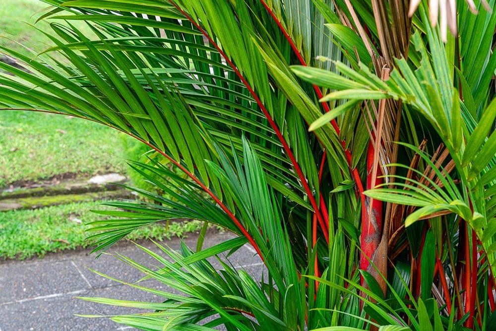 Red Sealing Wax Palm_Michaelnero_Shutterstock