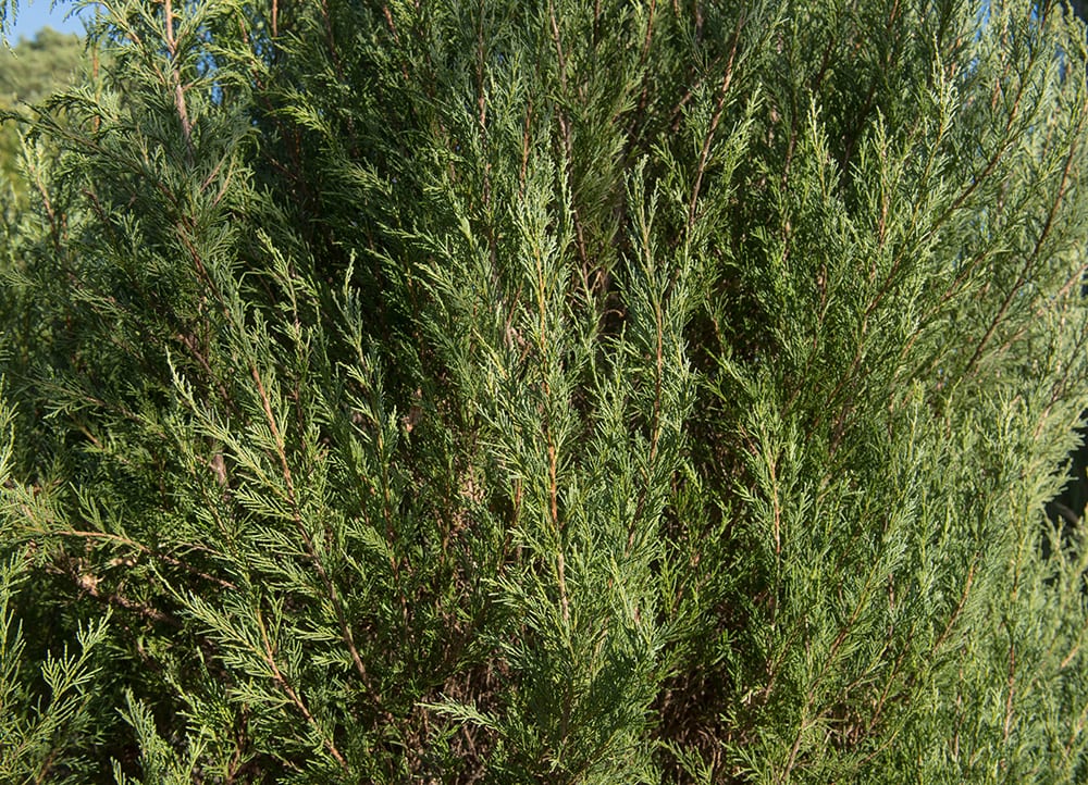 Rocky Mountain Juniper_Peter Turner Photography_Shutterstock