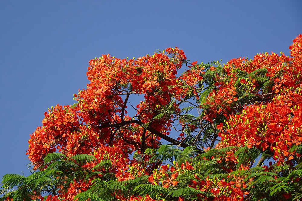 Royal Poinciana Trees_sarangib_Pixabay