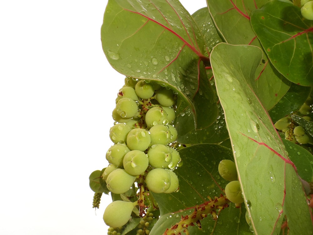 Sea Grape Tree_JodyDellDavis_Pixabay