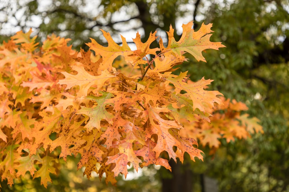 Shumard Oak Tree Leaves