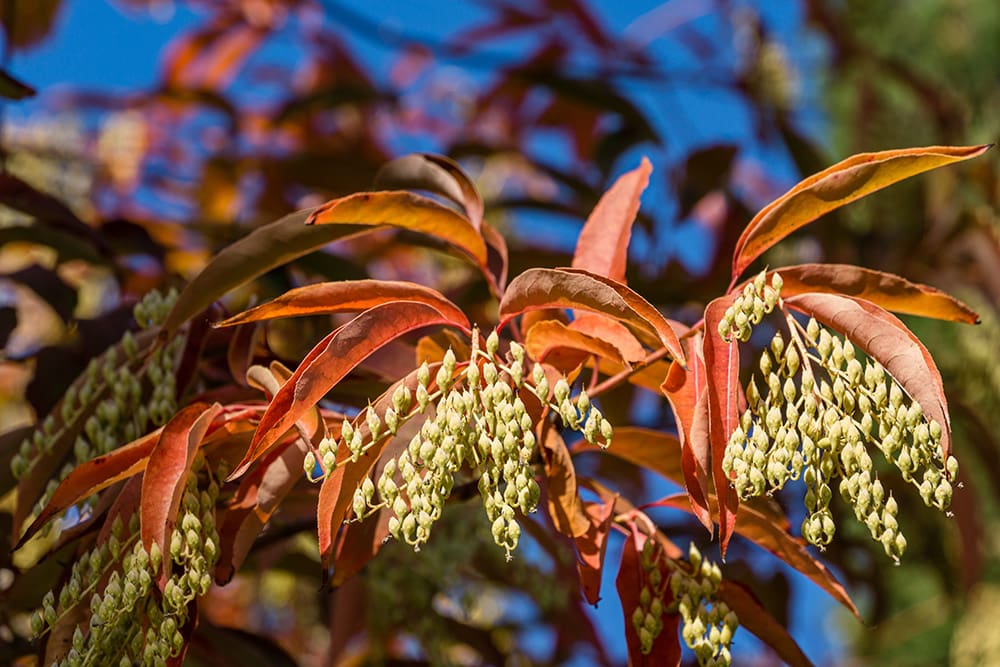 Árbol de madera amarga_Marinodenisenko_Shutterstock