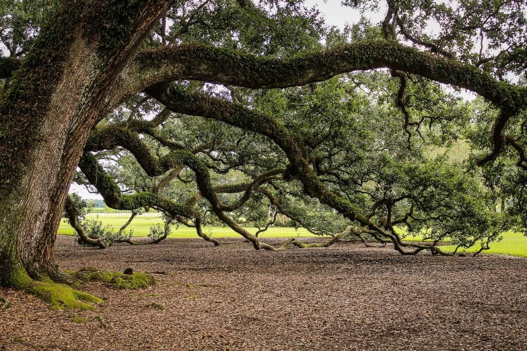 16 Types of Oak Trees in Florida (with Pictures) House Grail