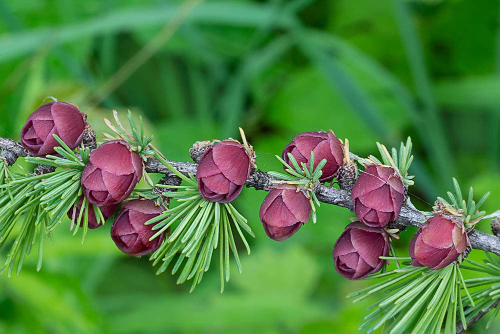 Tamarack Tree_Jeff Caverly_Shutterstock