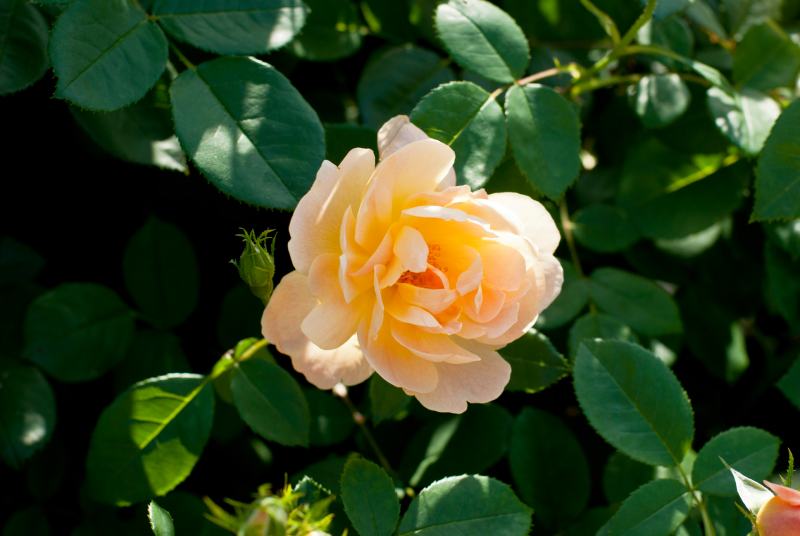 The Lark Ascending Rose (Rosa The Lark Ascending)