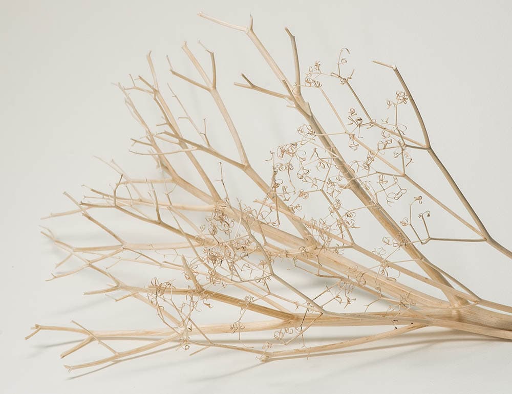 Tree branch design_Maria Orlova_Pexels