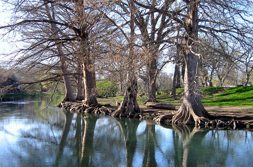 What Kind Of Trees In Texas