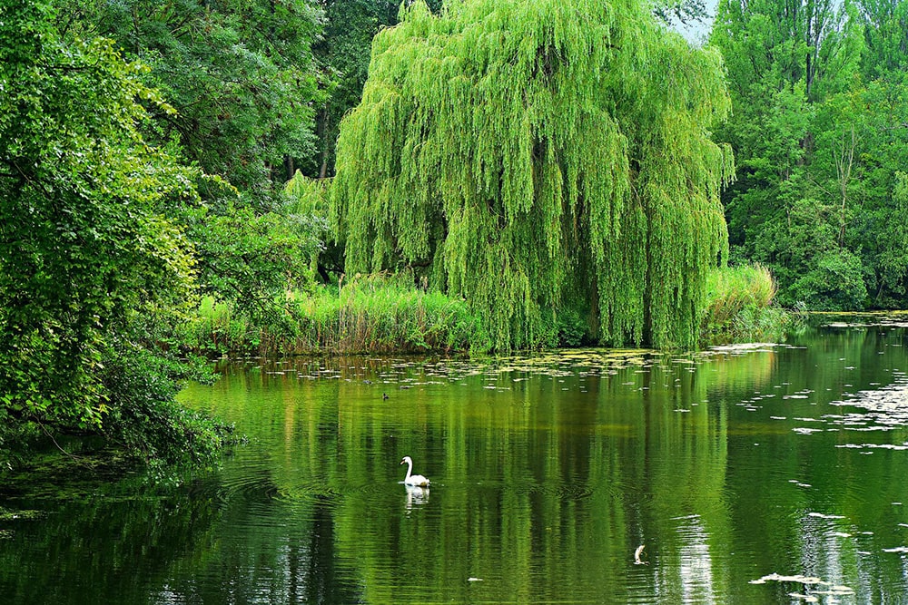 Weeping Willo_Mabel Amber_Pixabay